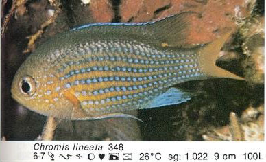 Chromis lineata